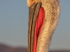 Dalmatian Pelican, Northern Greece