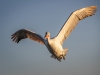 Dalmatian Pelican, Northern Greece