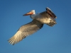 Dalmatian Pelican, Northern Greece