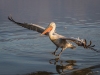 Dalmatian Pelican, Northern Greece