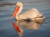 Dalmatian Pelican, Northern Greece