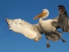 Dalmatian Pelican, Northern Greece