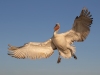 Dalmatian Pelican, Northern Greece