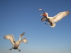 Dalmatian Pelican, Northern Greece