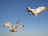 Dalmatian Pelican, Northern Greece