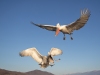 Dalmatian Pelican, Northern Greece