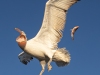 Dalmatian Pelican, Northern Greece