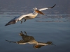 Dalmatian Pelican, Northern Greece