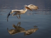 Dalmatian Pelican, Northern Greece