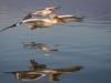 Dalmatian Pelican, Northern Greece