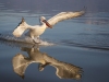 Dalmatian Pelican, Northern Greece