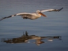 Dalmatian Pelican, Northern Greece