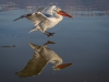 Dalmatian Pelican, Northern Greece