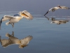 Dalmatian Pelican, Northern Greece