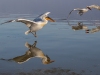 Dalmatian Pelican, Northern Greece