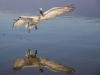 Dalmatian Pelican, Northern Greece