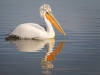 Dalmatian Pelican, Northern Greece