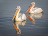 Dalmatian Pelican, Northern Greece