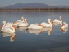 Dalmatian Pelican, Northern Greece