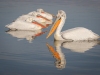 Dalmatian Pelican, Northern Greece