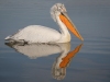 Dalmatian Pelican, Northern Greece