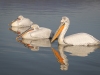 Dalmatian Pelican, Northern Greece