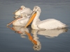 Dalmatian Pelican, Northern Greece