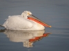 Dalmatian Pelican, Northern Greece