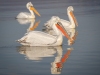 Dalmatian Pelican, Northern Greece