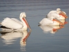 Dalmatian Pelican, Northern Greece