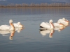 Dalmatian Pelican, Northern Greece