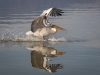 Dalmatian Pelican, Northern Greece