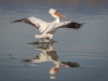 Dalmatian Pelican, Northern Greece