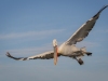 Dalmatian Pelican, Northern Greece