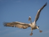 Dalmatian Pelican, Northern Greece