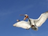 Dalmatian Pelican, Northern Greece