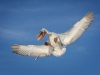 Dalmatian Pelican, Northern Greece