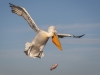 Dalmatian Pelican, Northern Greece