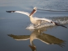 Dalmatian Pelican, Northern Greece