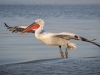 Dalmatian Pelican, Northern Greece