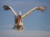 Dalmatian Pelican, Northern Greece