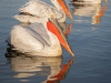 Dalmatian Pelican, Northern Greece