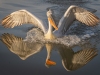 Dalmatian Pelican, Northern Greece