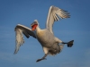 Dalmatian Pelican, Northern Greece