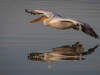 Dalmatian Pelican, Northern Greece