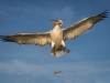 Dalmatian Pelican, Northern Greece