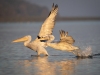 Dalmatian Pelican, Northern Greece