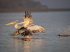 Dalmatian Pelican, Northern Greece