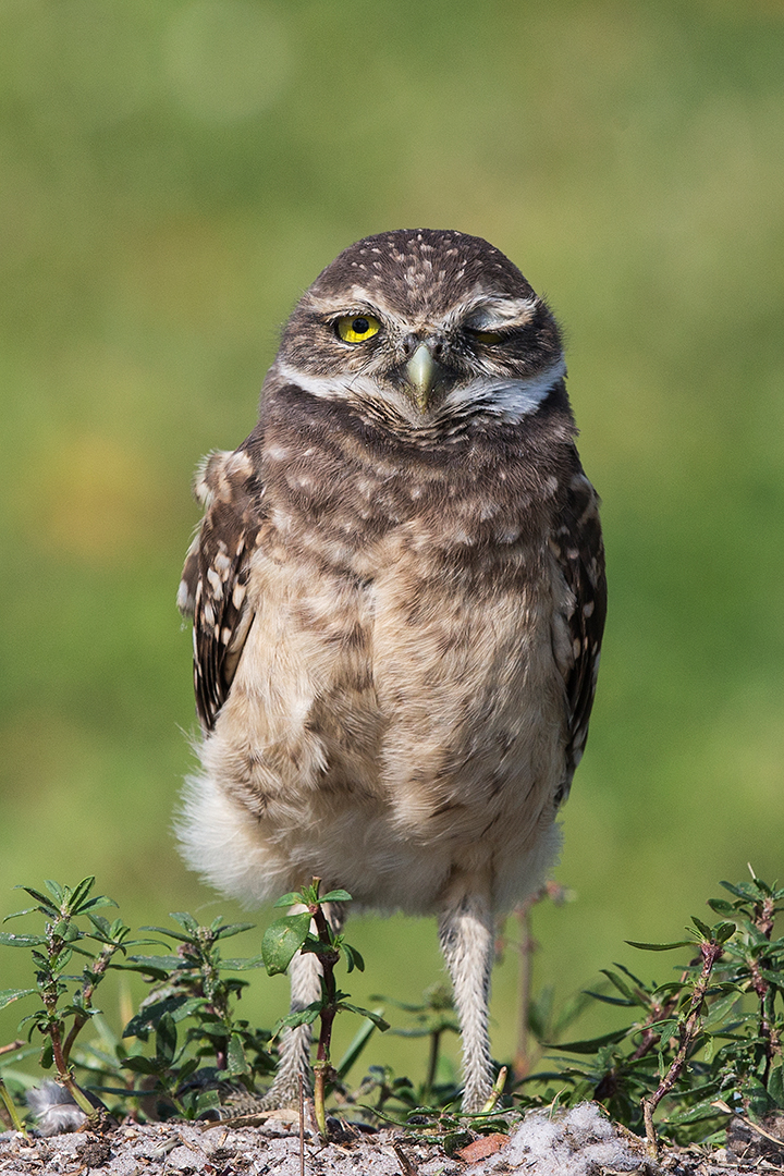 Burrowing Owl - Florida