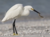 Egret, Snowy - Florida